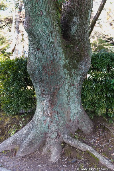 20150312_111939 D4S.jpg - Tree, Nagoya